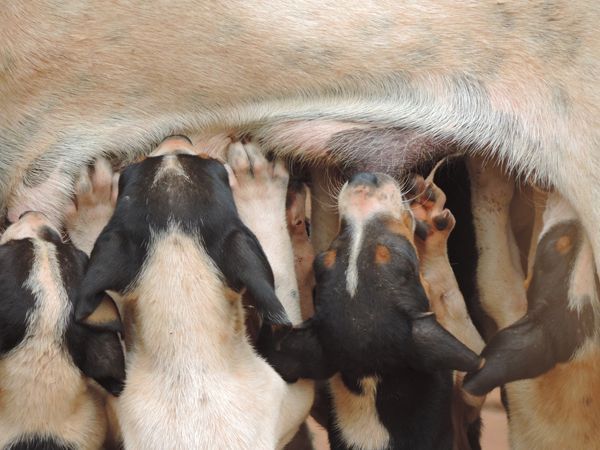 cachorros mamando